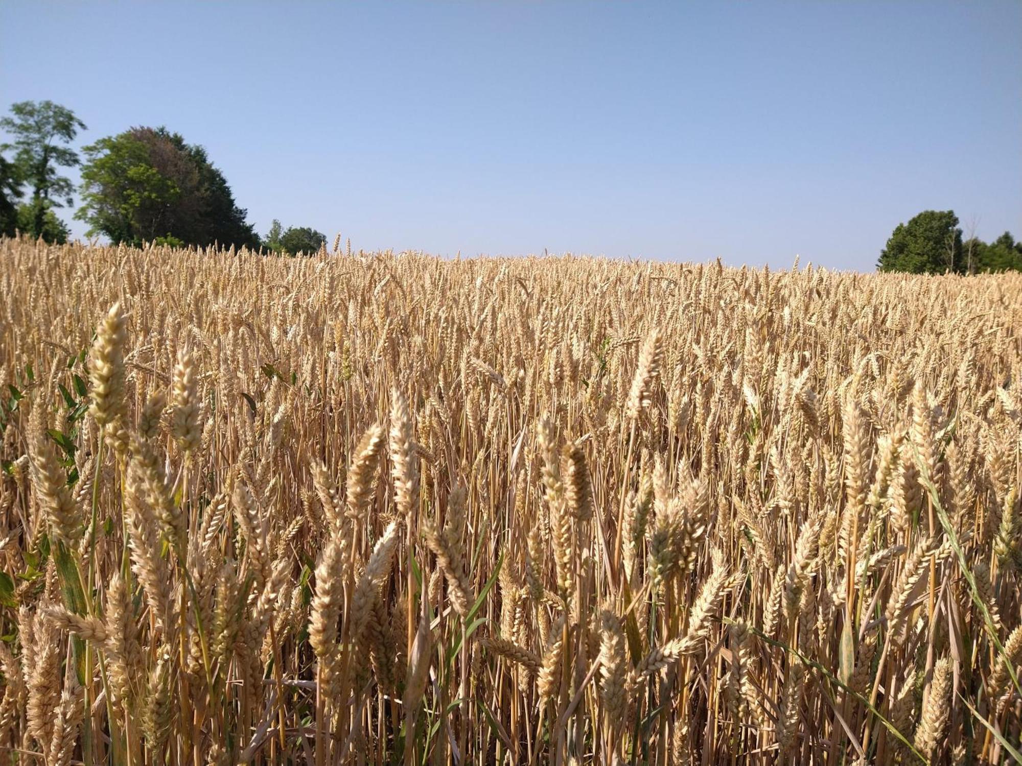 Agriturismo Verdecielo Padova Exteriér fotografie